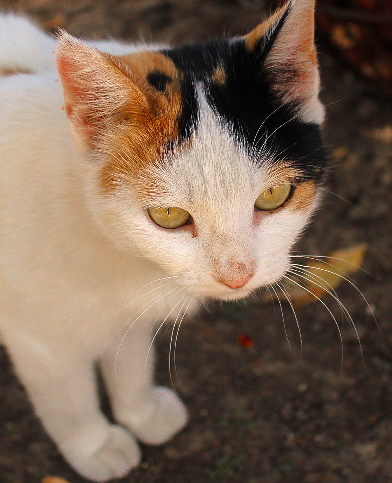 三毛猫