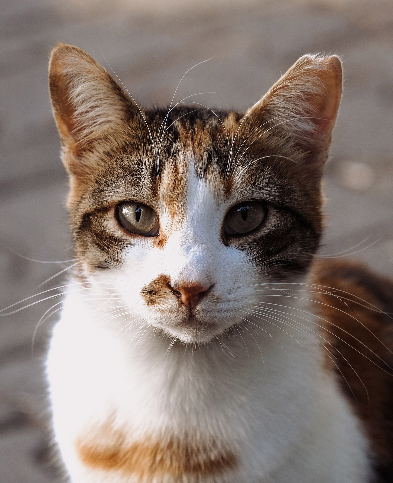 三毛猫