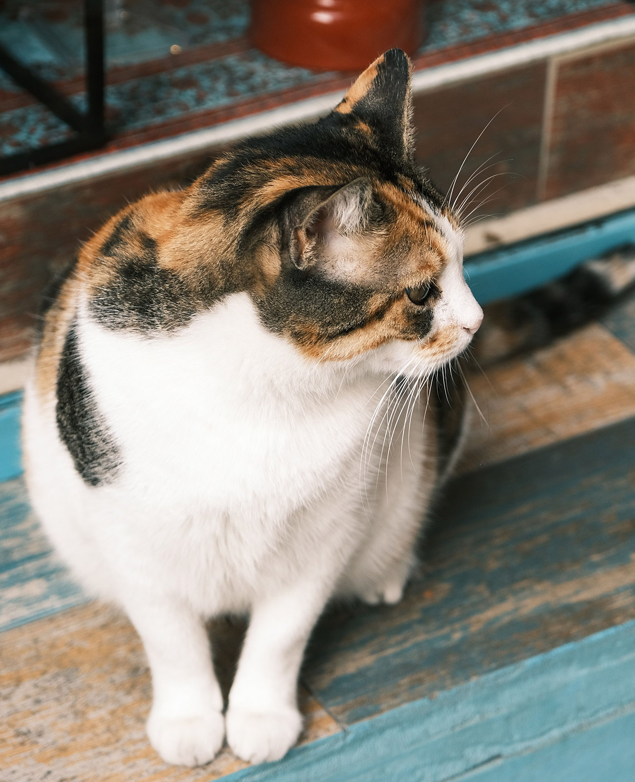 三毛猫